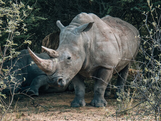 Obraz premium White rhinoceros standing in African savanna. Wildlife photography showcasing powerful species in natural habitat