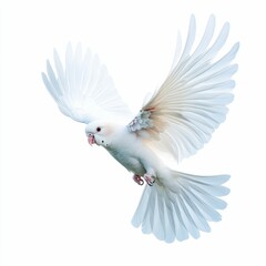 Obraz premium White bird in flight, wings spread wide.