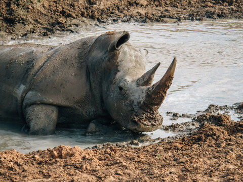 rhinoceros wallowing in a muddy waterhole in African savanna. Wildlife photography showcasing natural behavior of large mammals