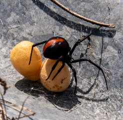 redback spider with eggs on tin, Australian black widow
