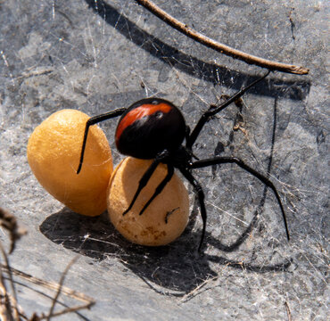 redback spider with eggs on tin, Australian black widow