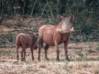Warthog with offspring grazing in African savanna. Wildlife photography showcasing family dynamics...