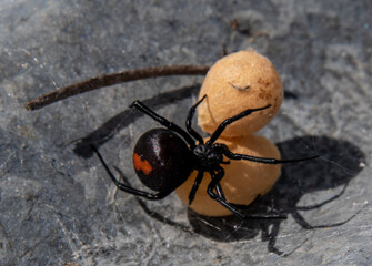redback spider with eggs on tin, Australian black widow