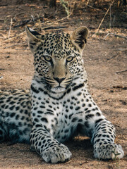 Fototapeta premium Leopard resting on sandy ground in African savanna. Wildlife photography showcasing big cat in natural habitat