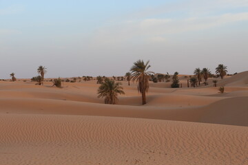 sand dunes and palm trees