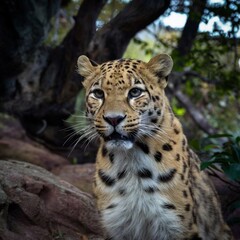 Fototapeta premium Stunning high-resolution images of the rare and endangered Amur leopard in its natural habitat. Perfect for wildlife, conservation, and nature-themed projects.
