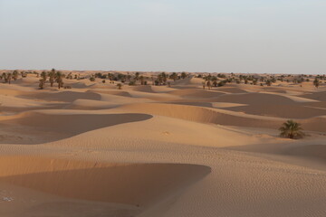 sand dunes in the desert