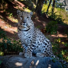 Fototapeta premium Stunning high-resolution images of the rare and endangered Amur leopard in its natural habitat. Perfect for wildlife, conservation, and nature-themed projects.