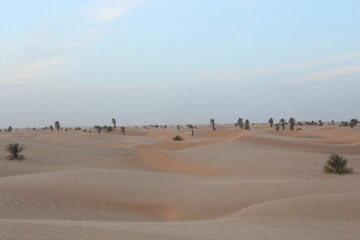 sand dunes in the desert