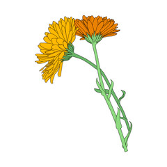 Two orange marigold flowers, digital painting isolated on a transparent background, png