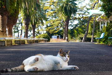 横になる可愛い三毛猫 © いのぅ