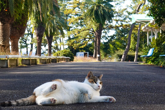 横になる可愛い三毛猫