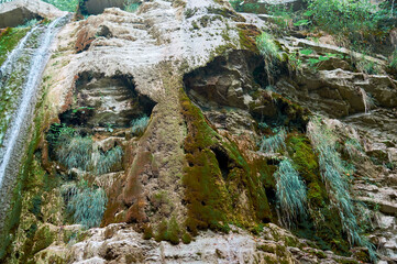 Mysterious appearance of a skull on a rock. Secret of the forest.