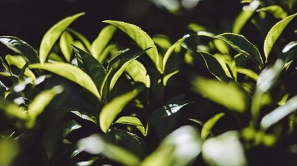 Fototapeta premium Fresh Green Tea Leaves Glistening in the Sunlight After Being Carefully Harvested in the Morning Dew