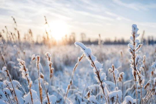 Winter Wonderland with Snow-Covered Grass and Blurred Snowfall in the Field
 - Powered by Adobe