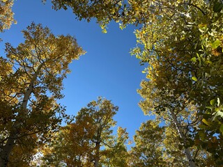 Obraz premium autumn leaves against blue sky 