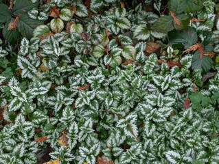 Obraz premium The leaves of Lamium Beacon Silver in the garden. Greenery nettle. Lamium, Artillary Plant, Golden Dead Nettle