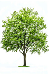 Obraz premium mature ash tree white background