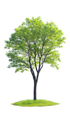 Obraz premium Png cutout of an entire fraxinus excelsior summer realistic ash tree