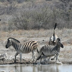 Obraz premium Zebras fighting by a waterhole