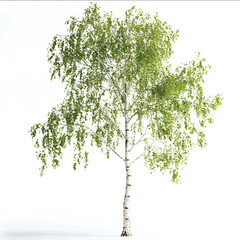 Obraz premium a birch tree white background