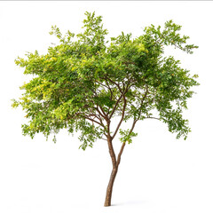 Obraz premium a photo of a grown acacia dealbata gaulois astier on white background