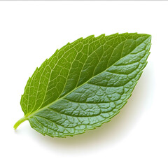 image of a wintergreen mint leaf on a white background