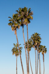 Washingtonia palm, a tree with a tropical appearance that can reach up to 100 feet tall.