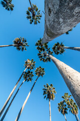 Washingtonia palm, a tree with a tropical appearance that can reach up to 100 feet tall.