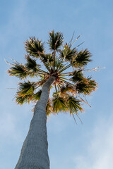 Washingtonia palm, a tree with a tropical appearance that can reach up to 100 feet tall.