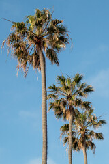 Washingtonia palm, a tree with a tropical appearance that can reach up to 100 feet tall.