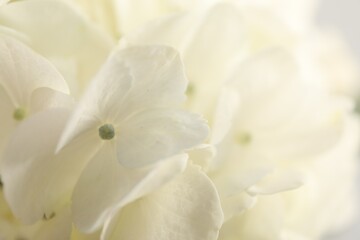 Obraz premium Beautiful white hydrangea flower as background, closeup