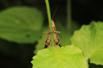 rufous grasshopper insect macro photo	