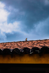 Naklejka premium Guira Cuckoo Resting on a Roof