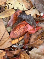 Naklejka premium Pile of leaves on the ground with mottled rust and orange serrated fall leaf in center 