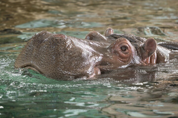 Hippopotamus closeup headshot partially submerged in water