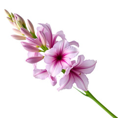 Obraz premium Whispers of Spring: Delicate Pink Blossoms on a Branch, Captured Against Transparency, Evoking Nature's Elegance.