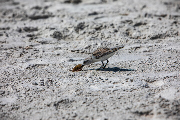 Plover Eating on the Beach