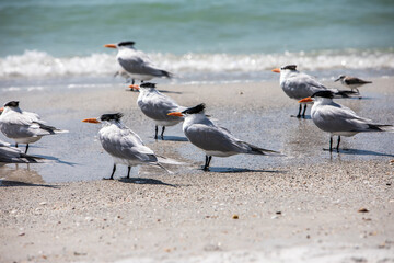 Fototapeta premium Royal Terns on a Beach