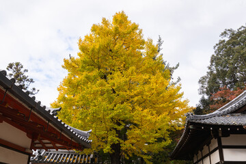 Yellow Ginkgo Tree in Autumn Surrounded by Traditional Japanese Houses