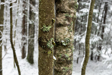 Tree bark snow