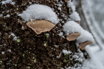 Polypore snow tree