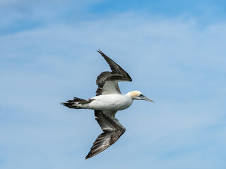 Fototapeta premium Northern Gannet Flying Above Cliffs
