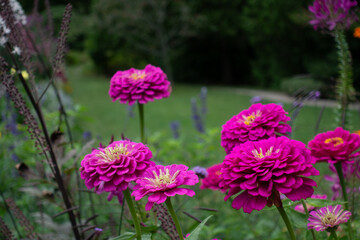 Obraz premium Asticou Garden Flowers