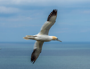 Obraz premium Northern Gannet Flying Above Cliffs