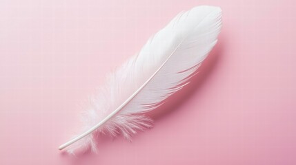 Obraz premium Delicate White Feather on Soft Pink Background for Creative Projects