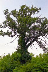 Fototapeta premium Tall Tree with Very Long Branches, Glacier Ridge Metro Park, Dublin, Ohio