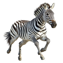 Fototapeta premium Majestic Zebra in Motion: A Stunning Display of Nature's Stripes and Gracefulness Captured