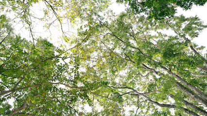 Looking up at the Vibrant Treetops in a Dense Forest During a Sunny Day in the Summer