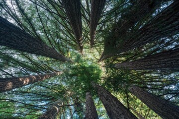 Obraz premium Downtown citywalk 